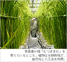 青森産の稲「むつほまれ」を育てているところ。植物は水耕栽培で、自然光と人工光を利用。