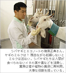 ?シバヤギとエコノートの篠原正典さん。ヤギのミルクは？残念ながら妊娠しないとミルクは出ない。シバヤギたちはヒトが食べられない植物の根などを消費し、糞尿は塩や植物の溶液に再利用。大事な役割を担っている。