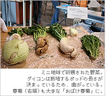 ミニ地球で収穫された野菜。ダイコンは栽培するポッドの長さが決まっているため、曲がっている。春菊（右端）も大きな「おばけ春菊」に。