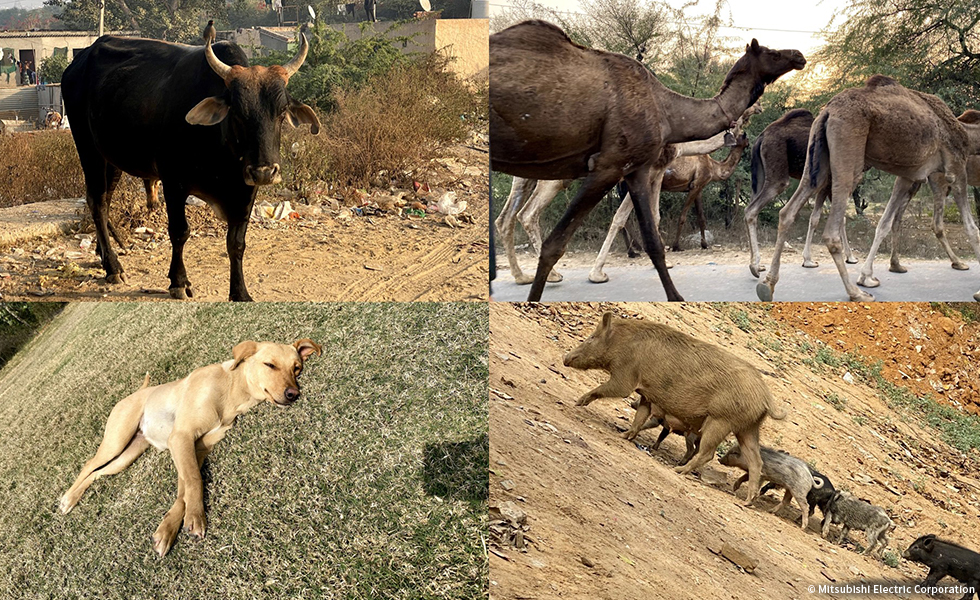 インドでは日常の風景です。違和感ですね。