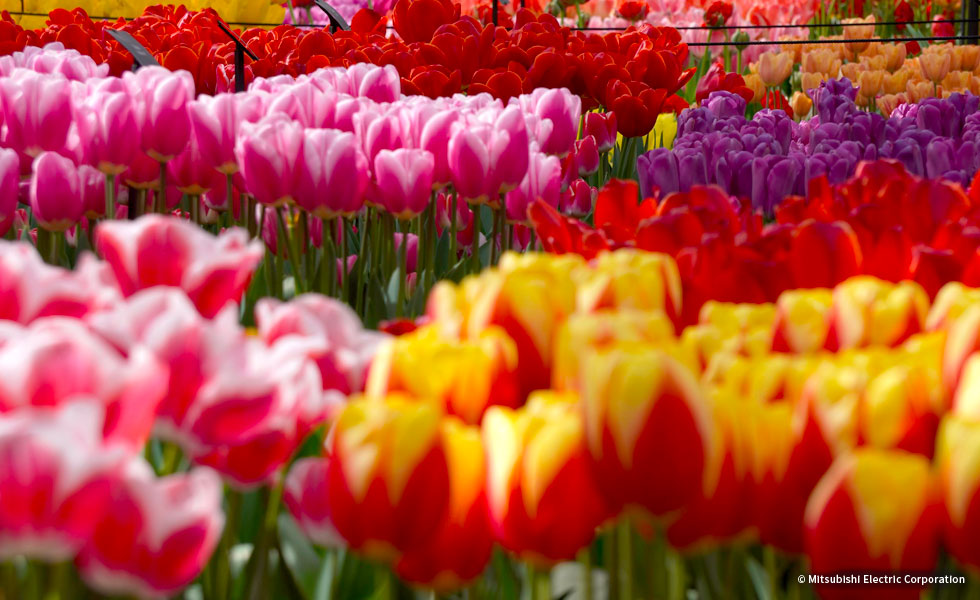 キューケンホフ公園・ウィレム＝アレクサンダーパビリオンのチューリップ。どの花を見ても綺麗です。