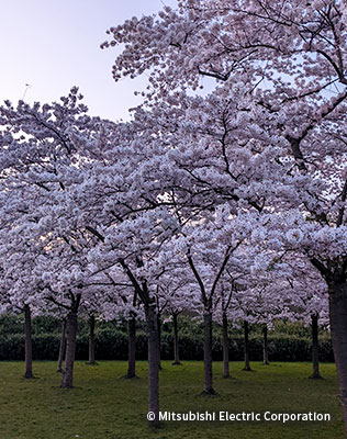 ケルセンブルーセム公園の満開の桜
