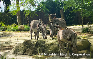 シンガポール動物園