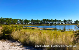フロリダには山はなく平地ばかりですが、自然でいっぱいです。