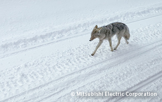モンタナ：イエローストーン公園で野生動物とエンカウント