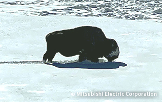 モンタナ：イエローストーン公園で野生動物とエンカウント