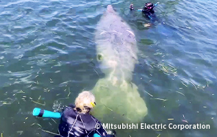 フロリダ：子供のころからの夢、マナティーと一緒に泳ぐ。