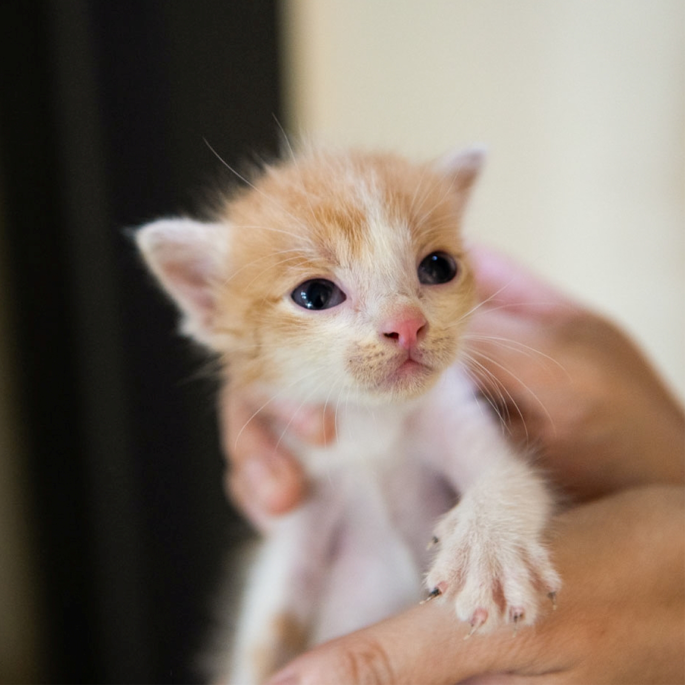 保護猫たちへより良い暮らしを— 台湾三菱電機の猫保護施設での取り組み