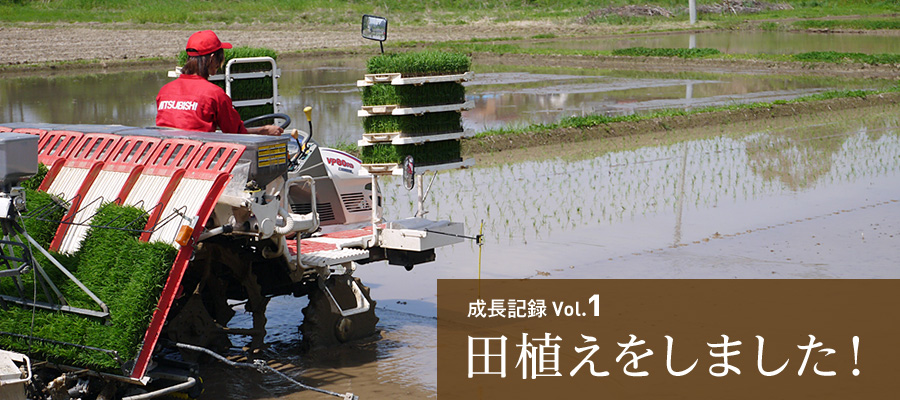 成長記録Vol.1 田植えをしました！