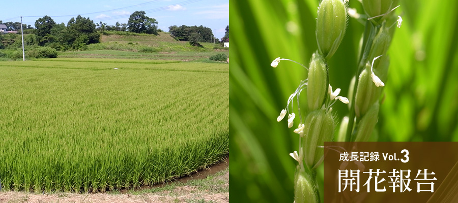 成長記録Vol.3 開花報告