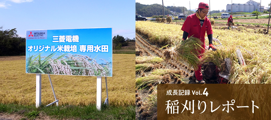成長記録Vol.4 稲刈りレポート