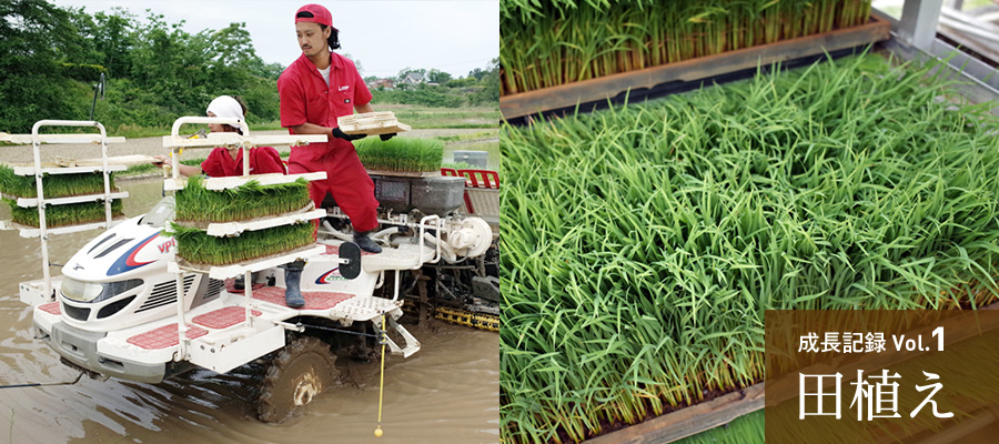 成長記録Vol.1 田植え