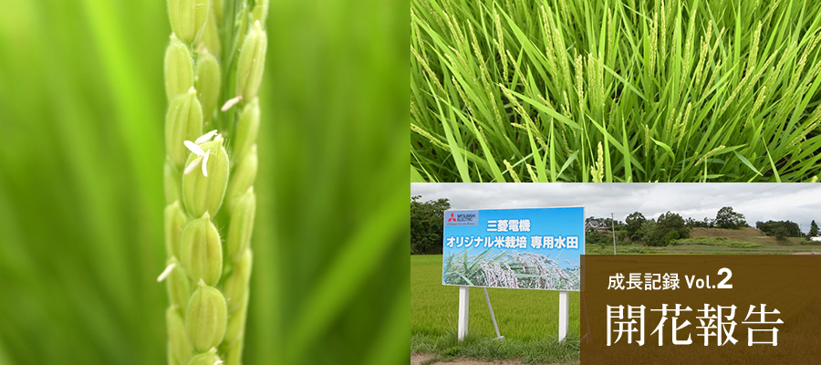 成長記録Vol.2 開花報告