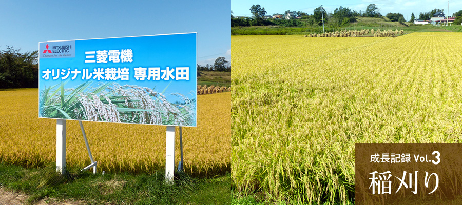 成長記録Vol.3 稲刈り