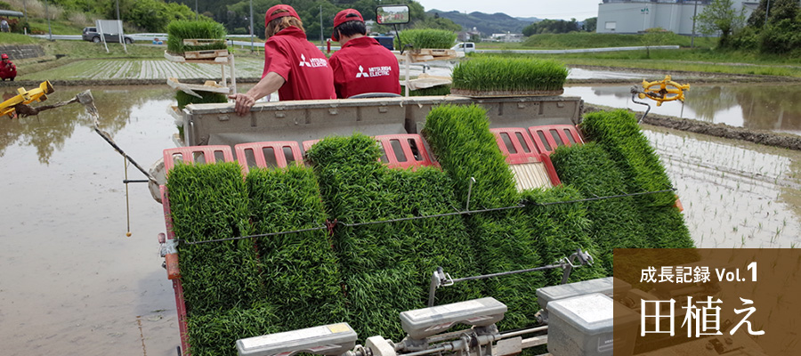 成長記録Vol.1 田植え
