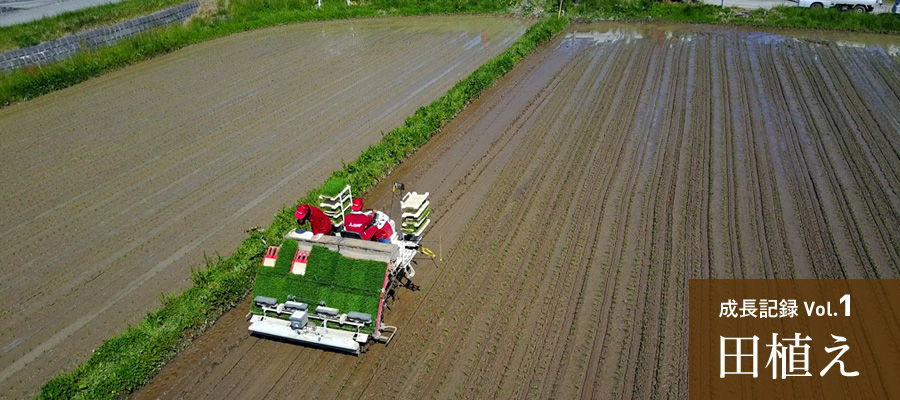 成長記録Vol.1 田植え