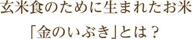 お米づくりの農作業玄米食のために生まれたお米「金のいぶき」とは?