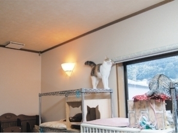 天井設置なので人やネコの邪魔にならず安全面でも安心