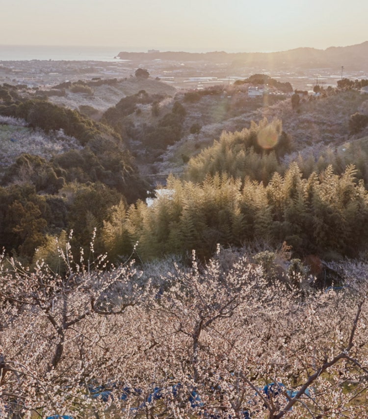 ビジュアル画像2