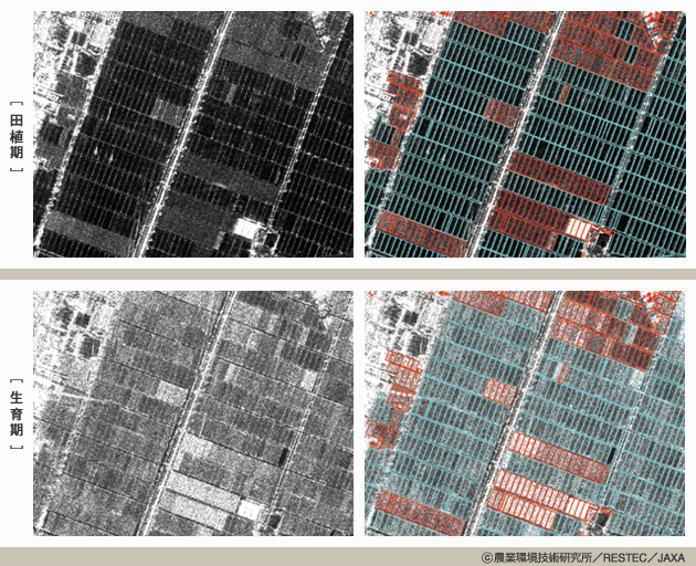 田植期（2013年6月10日）は暗く見えた水田（青枠内）が稲が育つ生育期（同年8月8日）には明るく見える。このように明るさの変化から作付けを判断できる。航空機レーダで撮影（提供：農業環境技術研究所／RESTEC／JAXA）