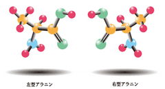 アミノ酸の鏡像異性体は、それぞれ L型（左型）と D型（右型）に分類されています。(提供：国立天文台) 