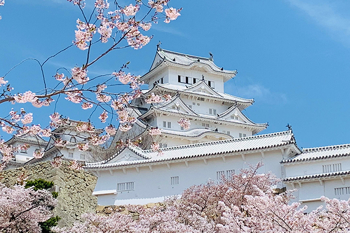 白鷺城とも呼ばれる美しい白亜の姫路城は、春には約千本の桜に覆われる