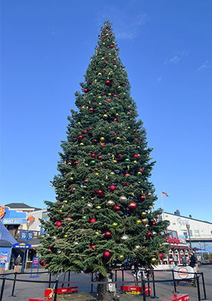イメージ：屋外に設置された大きなクリスマスツリー